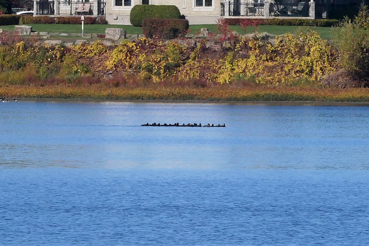 Black Scoter - ML644275335