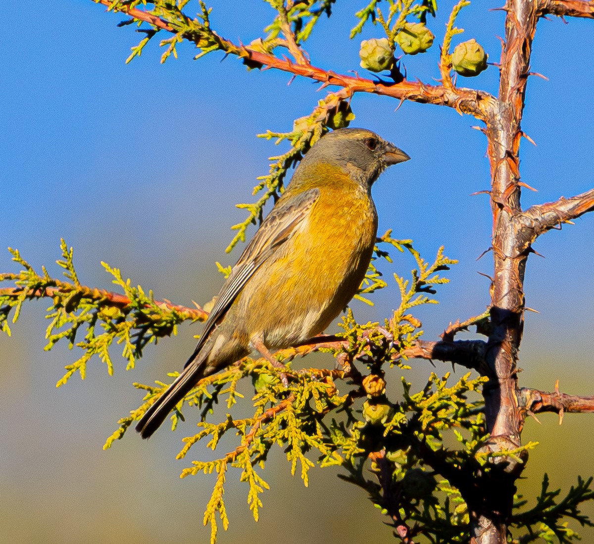 Peruvian Sierra Finch - ML644275337
