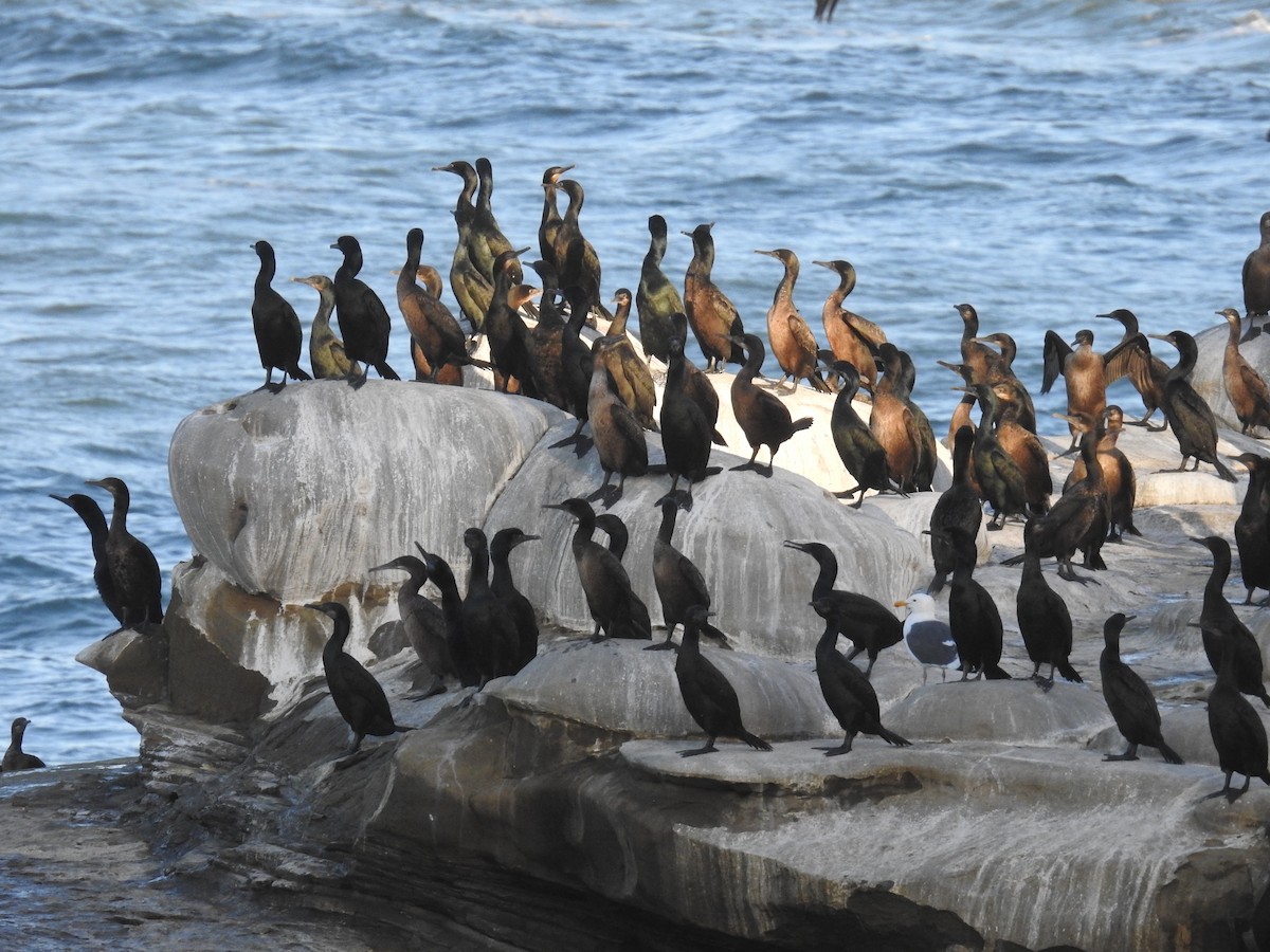 Brandt's Cormorant - ML644275348
