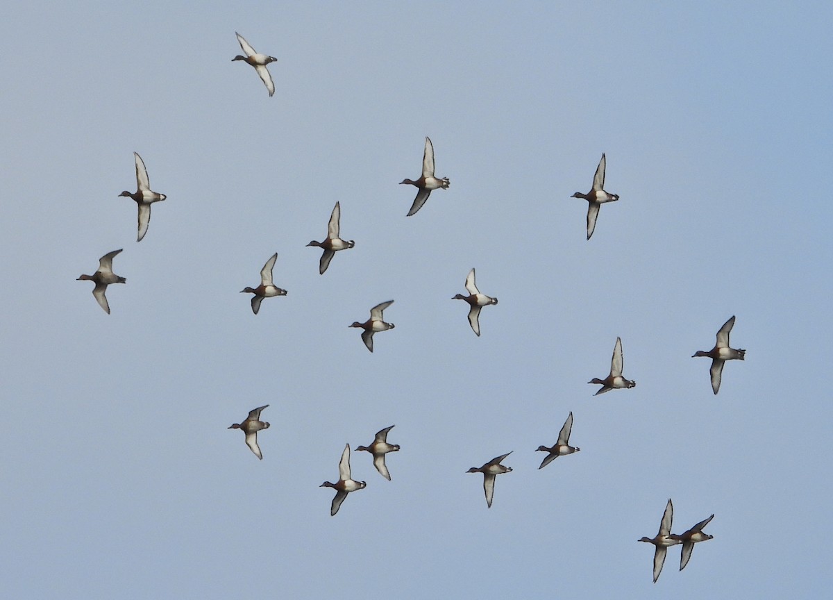 Ferruginous Duck - ML644275349