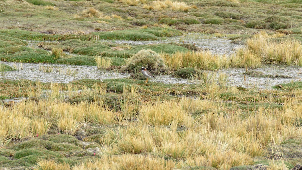 Diademed Sandpiper-Plover - ML644275355