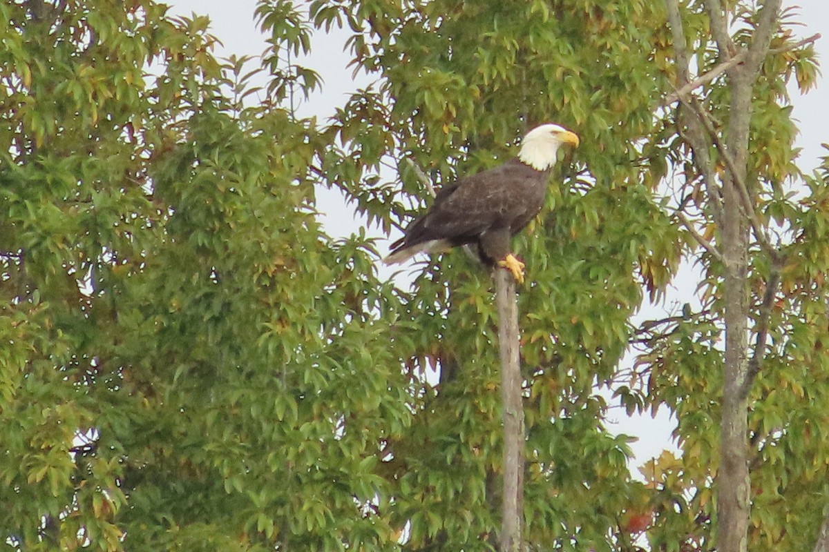 Pigargo Americano - ML644275364