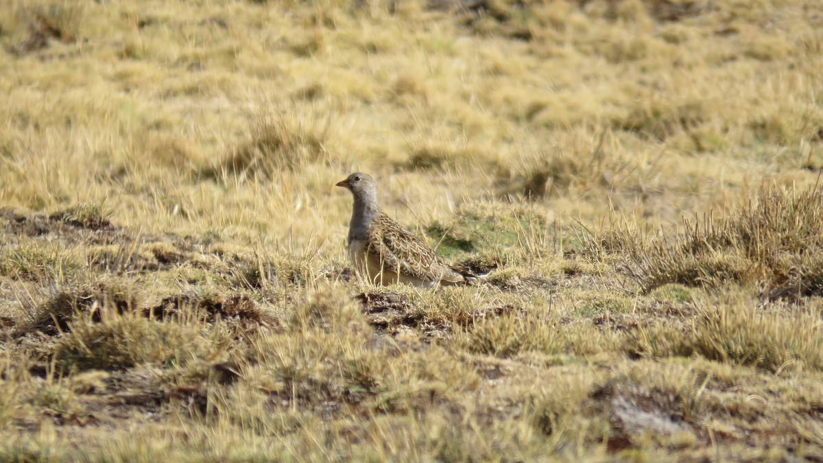 Gray-breasted Seedsnipe - ML644275369