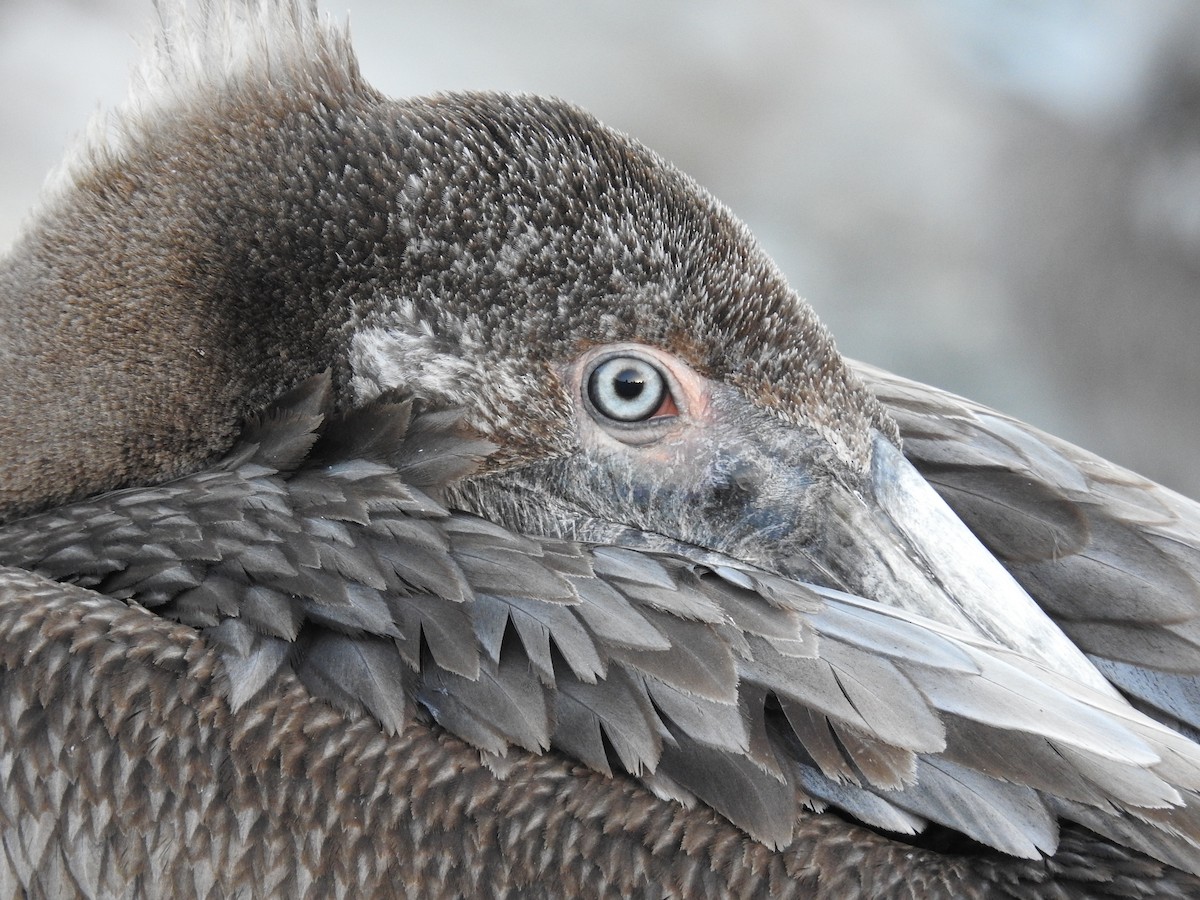 Brown Pelican - ML644275370