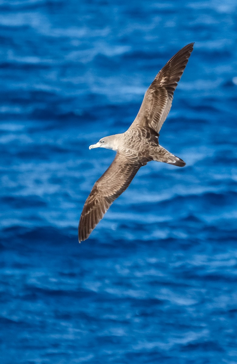 Cory's Shearwater - ML644275377