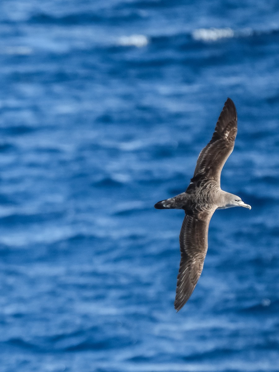 Cory's Shearwater - ML644275378