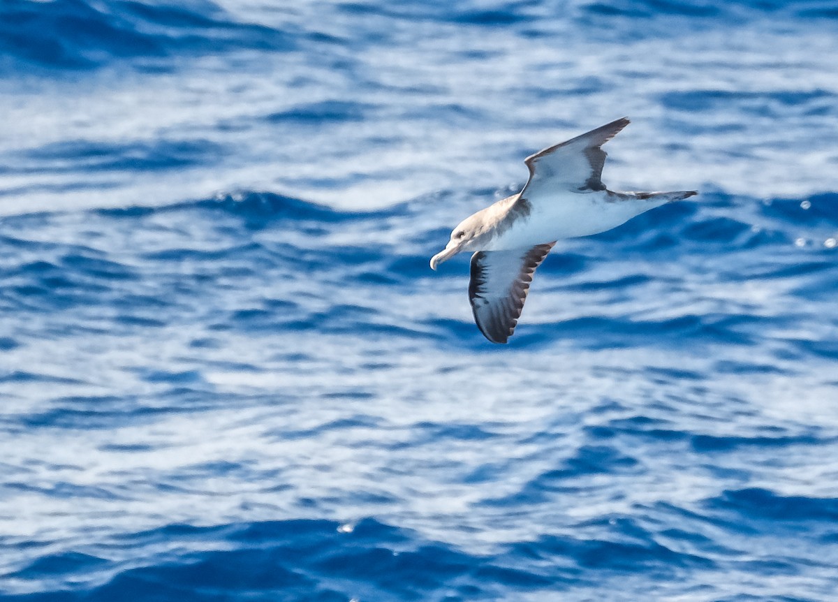 Cory's Shearwater - ML644275379