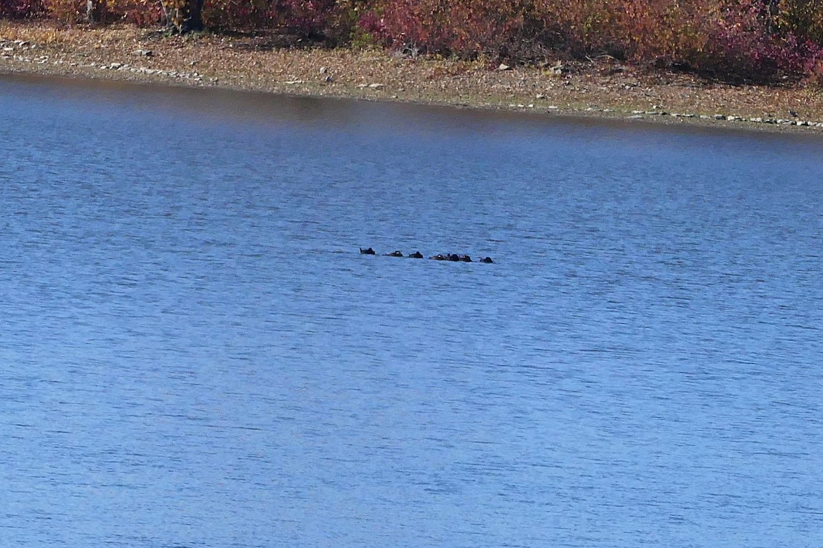 Black Scoter - ML644275382