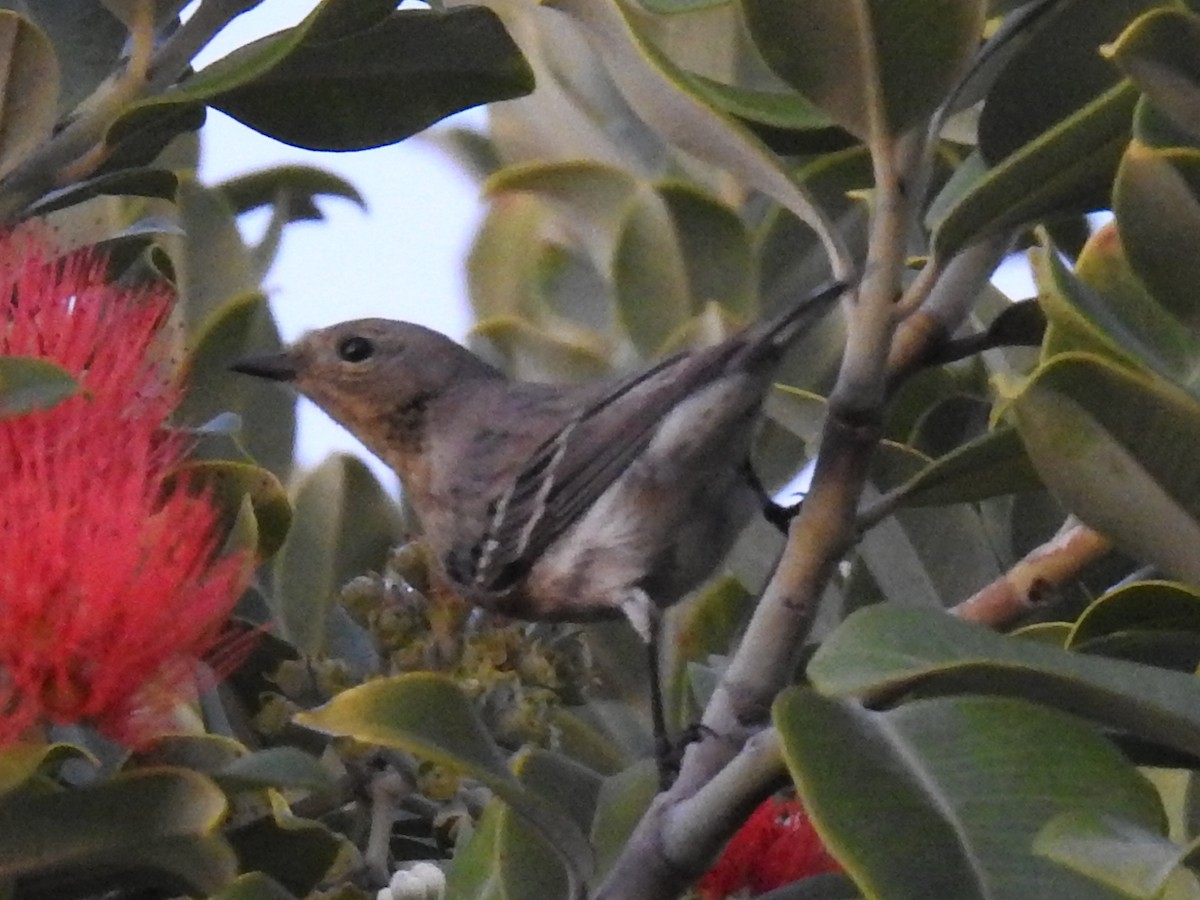 Yellow-rumped Warbler - ML644275399