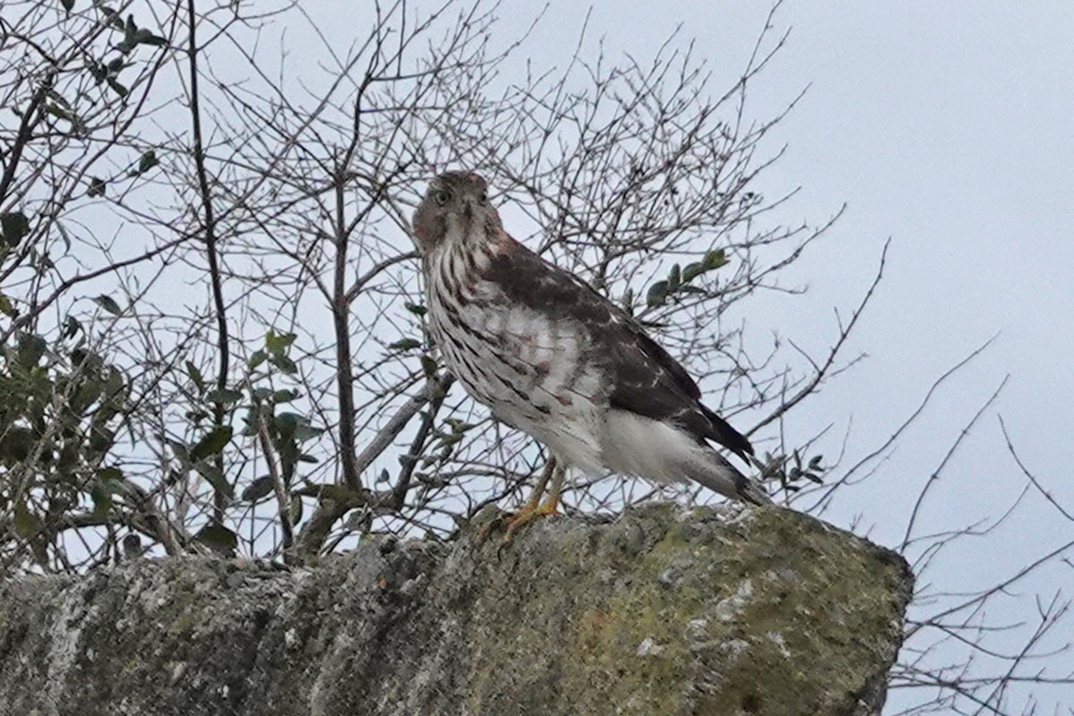 Cooper's Hawk - ML644275404