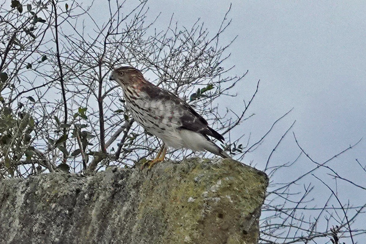 Cooper's Hawk - ML644275406