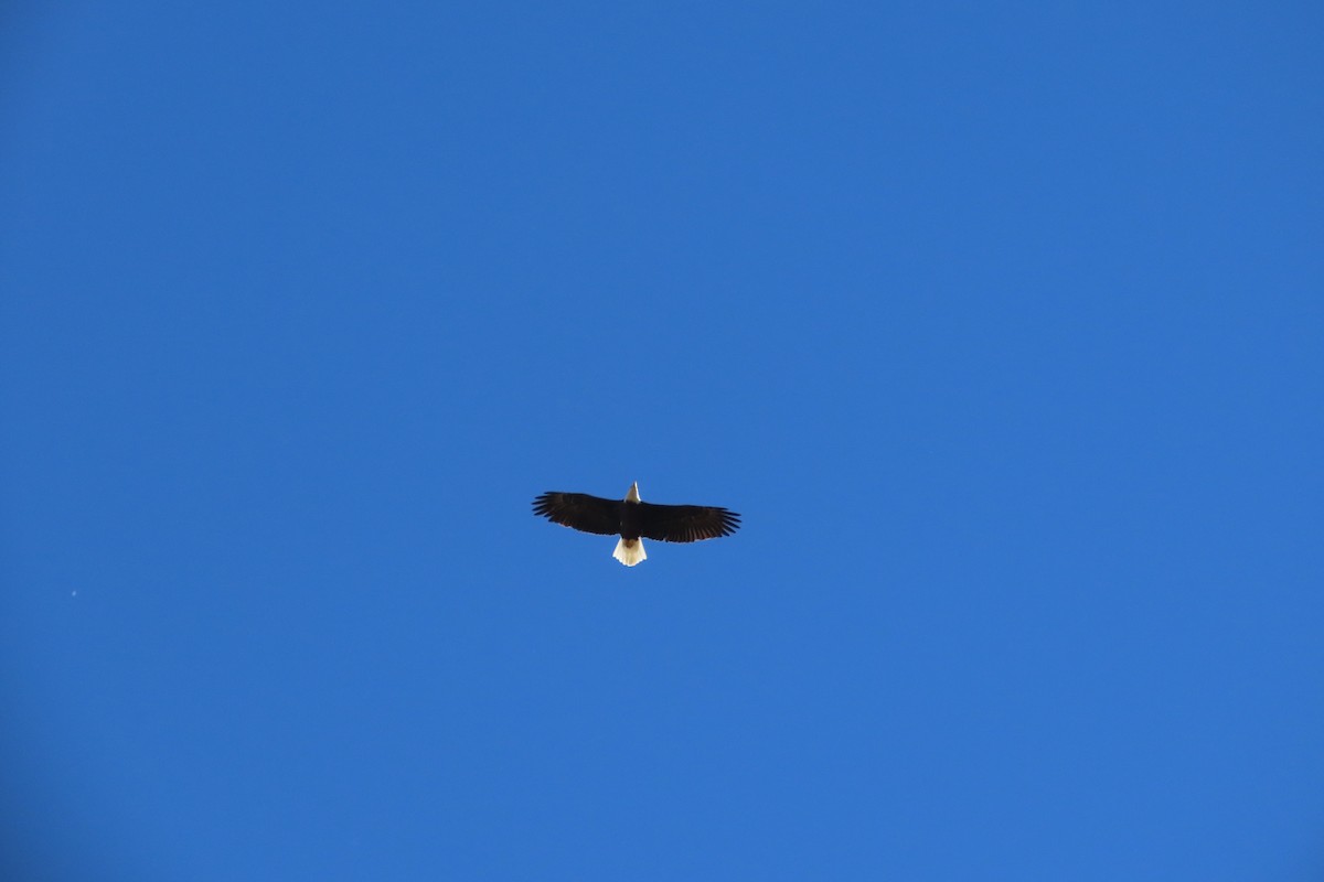 Pigargo Americano - ML644275408