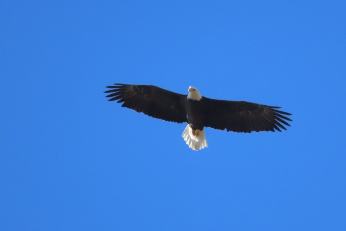 עיטם לבן-ראש - ML644275409