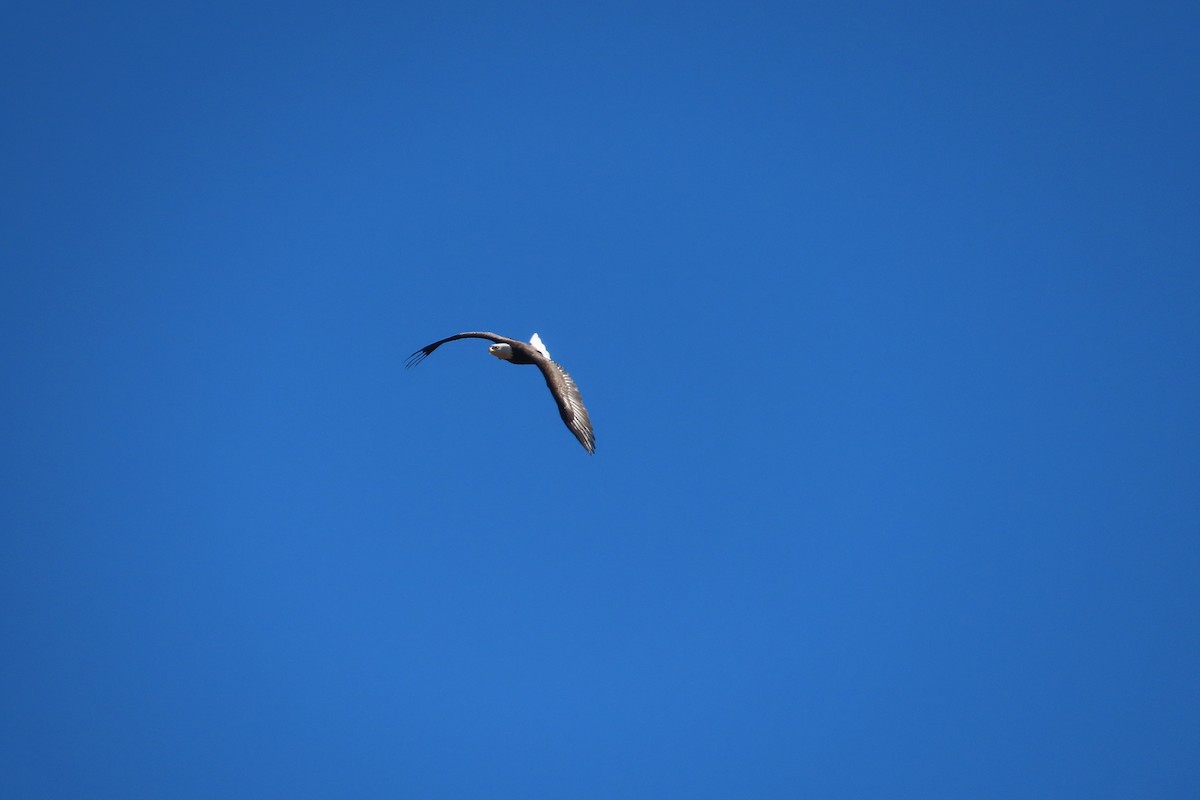 עיטם לבן-ראש - ML644275410