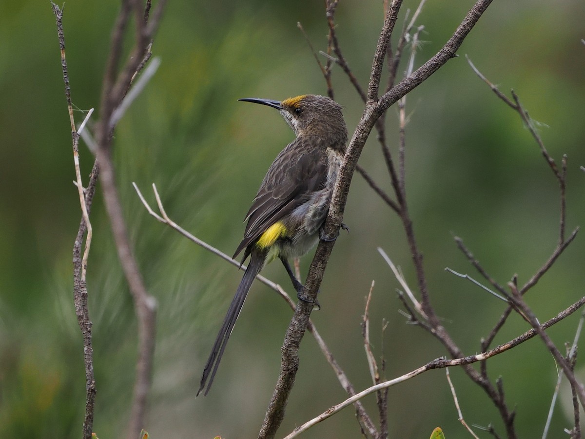 Cape Sugarbird - ML644275415