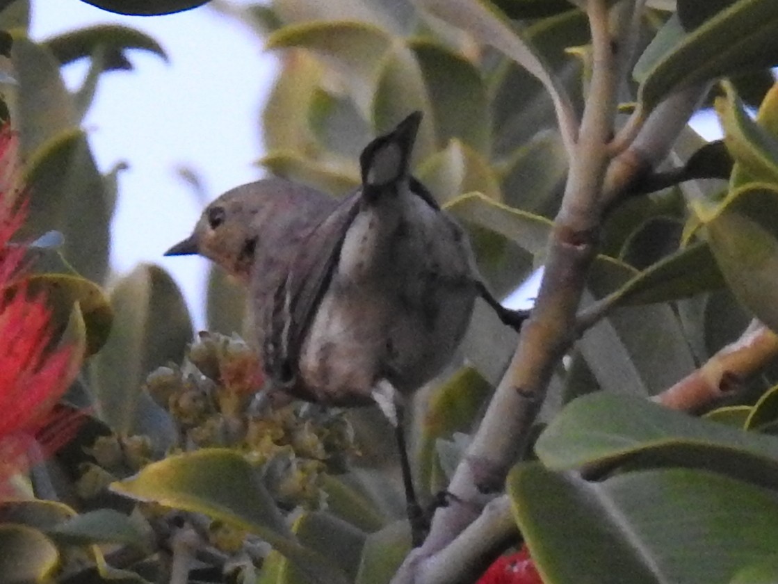 Yellow-rumped Warbler - ML644275416