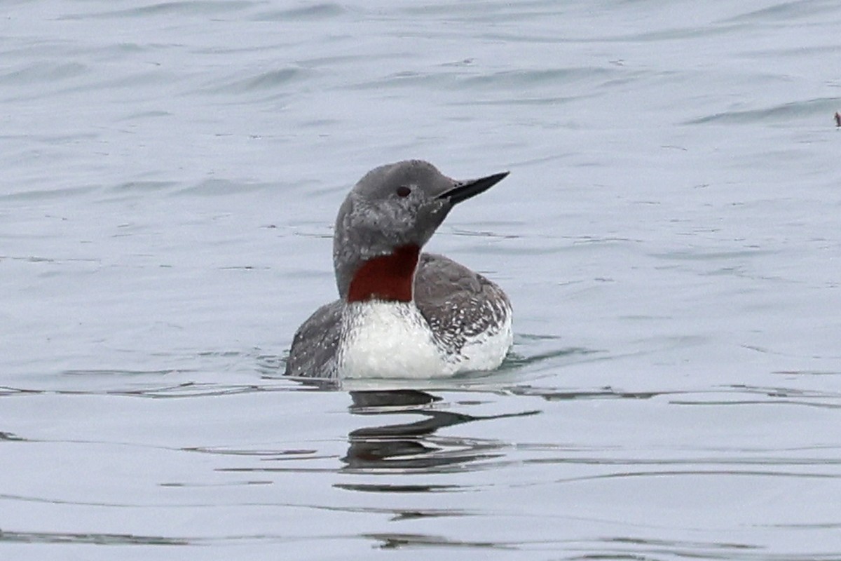 Plongeon catmarin - ML644275424