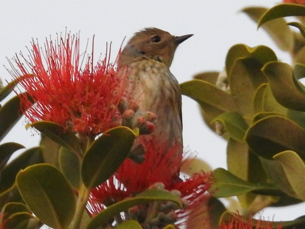 Yellow-rumped Warbler - ML644275437