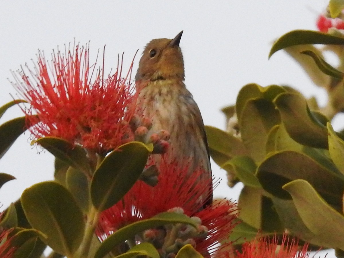 Yellow-rumped Warbler - ML644275444