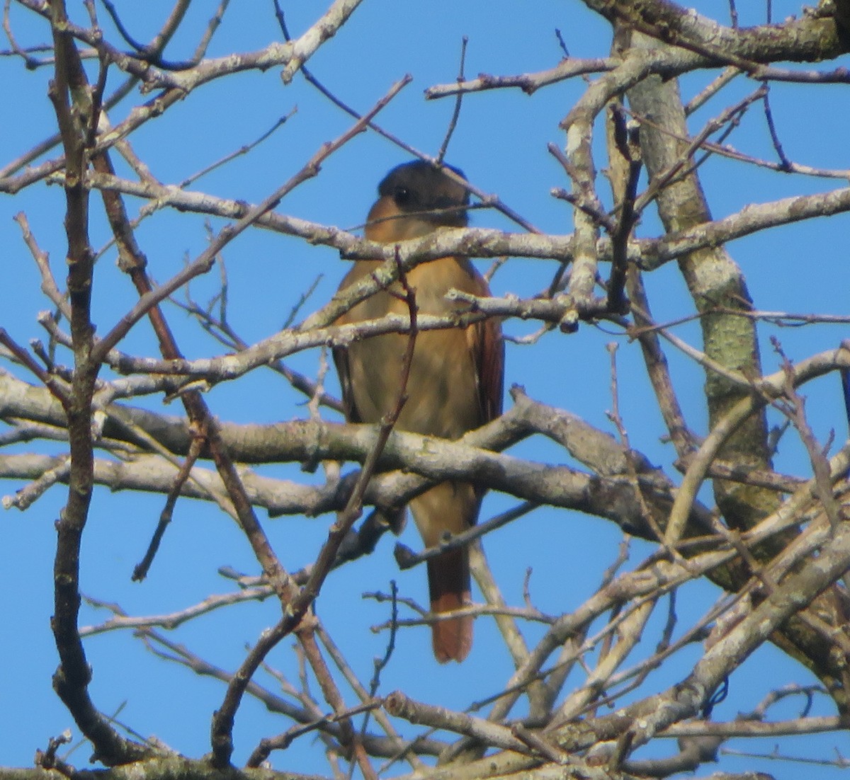 Rose-throated Becard - ML644275453