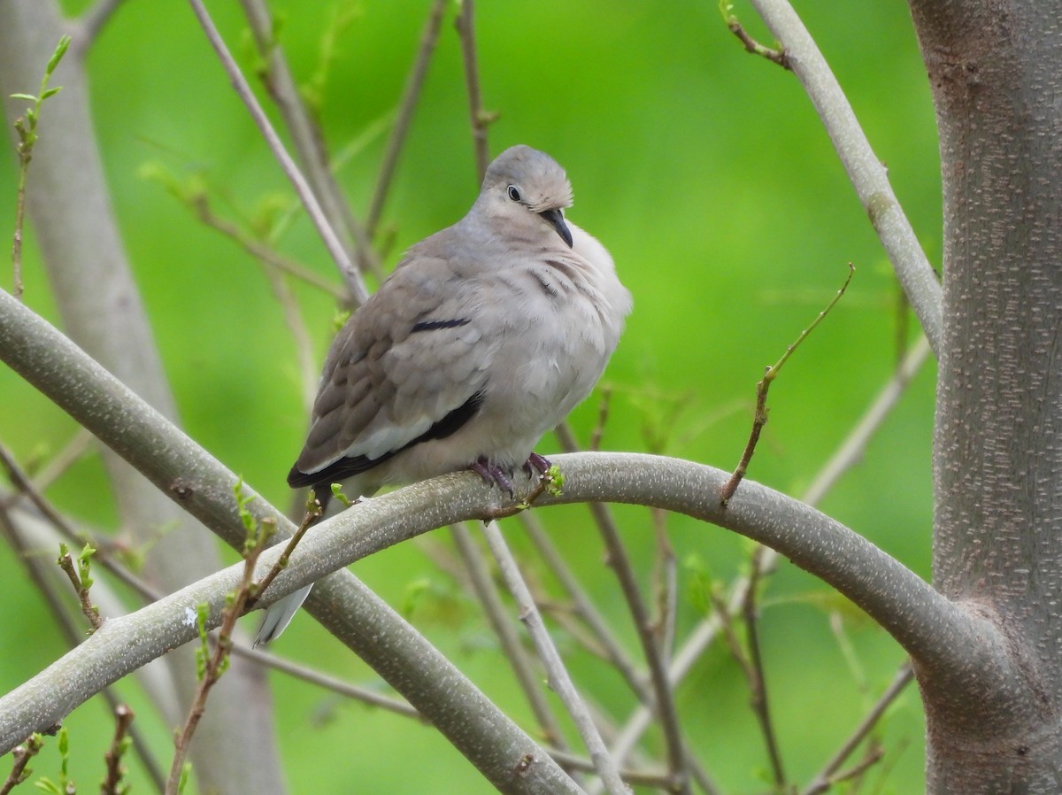 Picuitäubchen - ML644275456