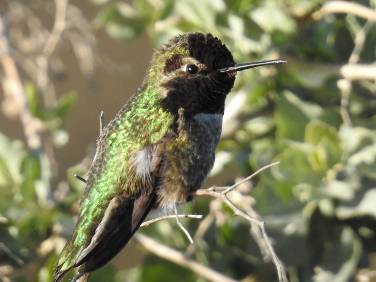 Anna's Hummingbird - ML644275475