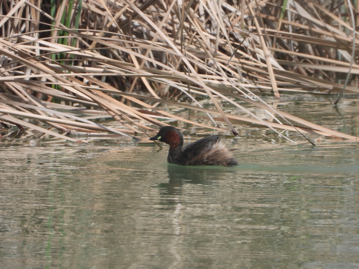 Хурган шунгуур - ML644275480