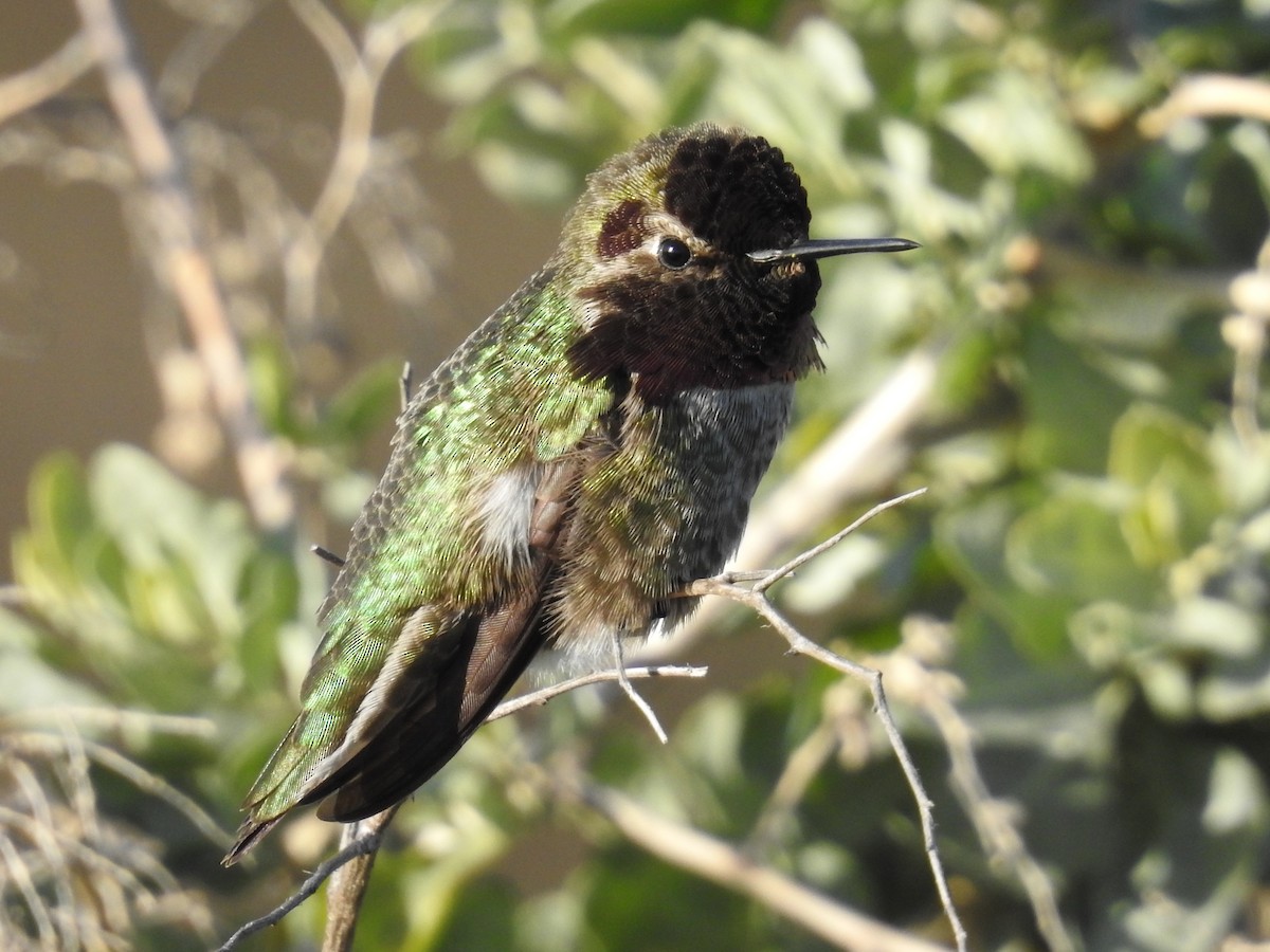 Anna's Hummingbird - ML644275481