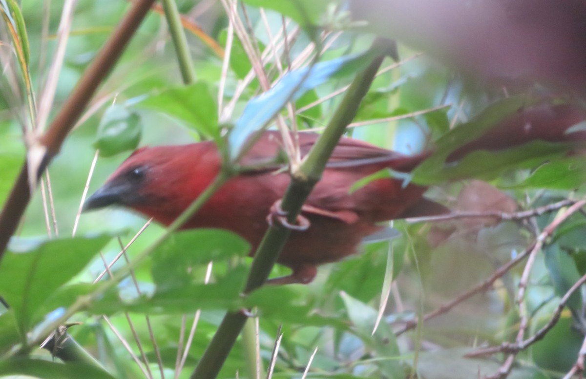 Habia à gorge rouge - ML644275484