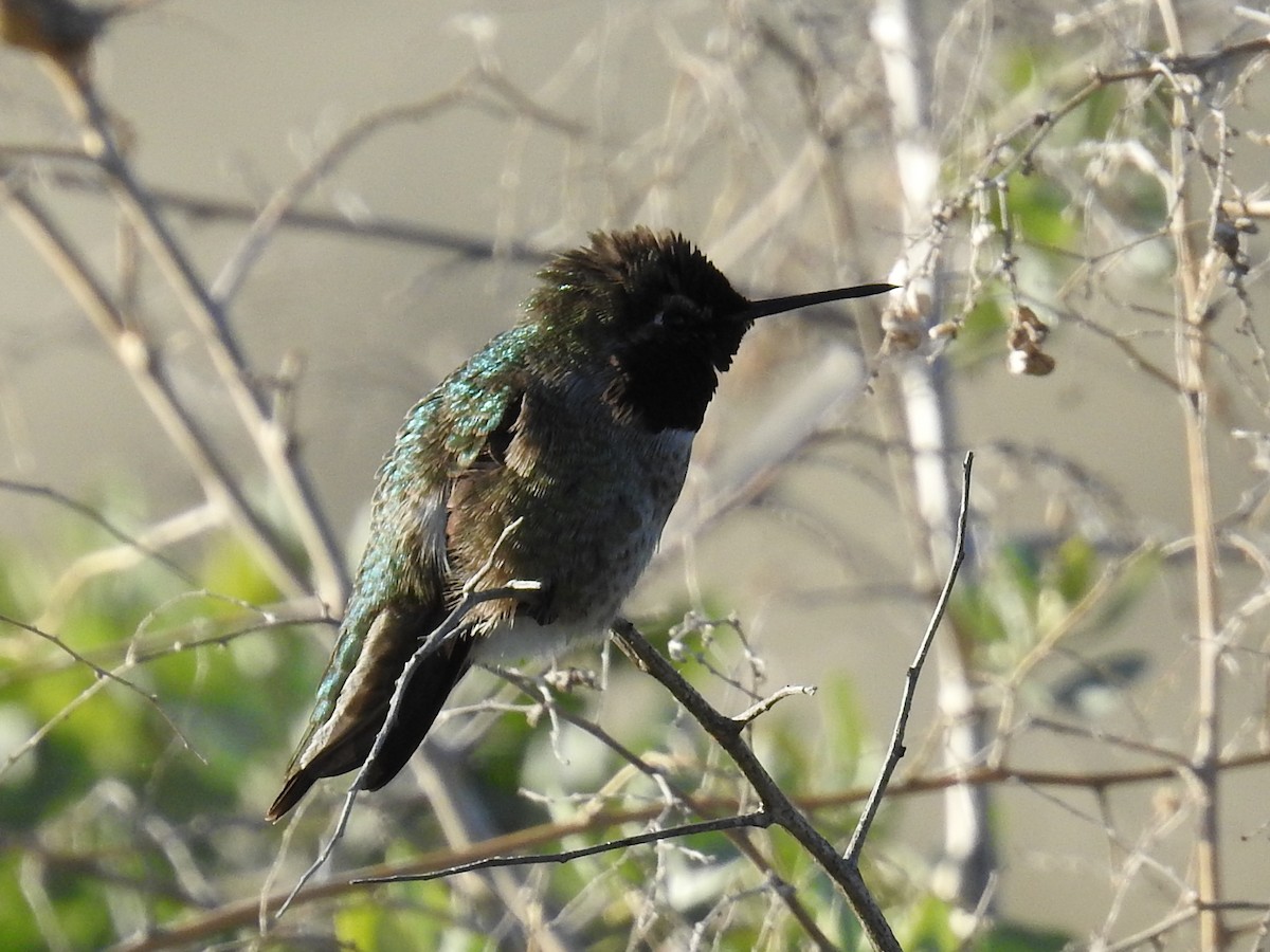 Anna's Hummingbird - ML644275487