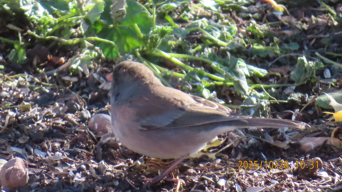 Dark-eyed Junco (Pink-sided) - ML644275488