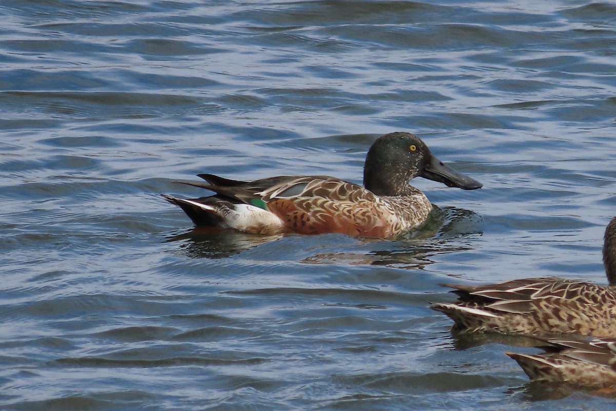 Cuchara Común - ML644275489