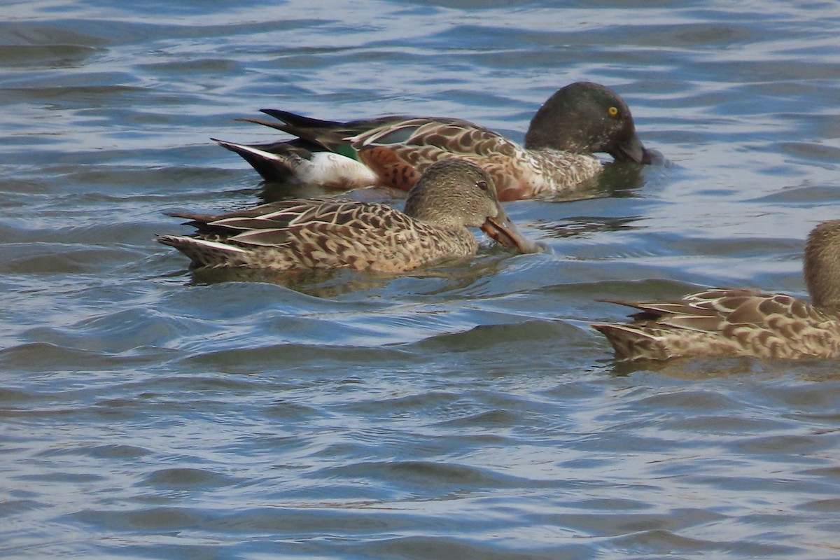 Cuchara Común - ML644275490