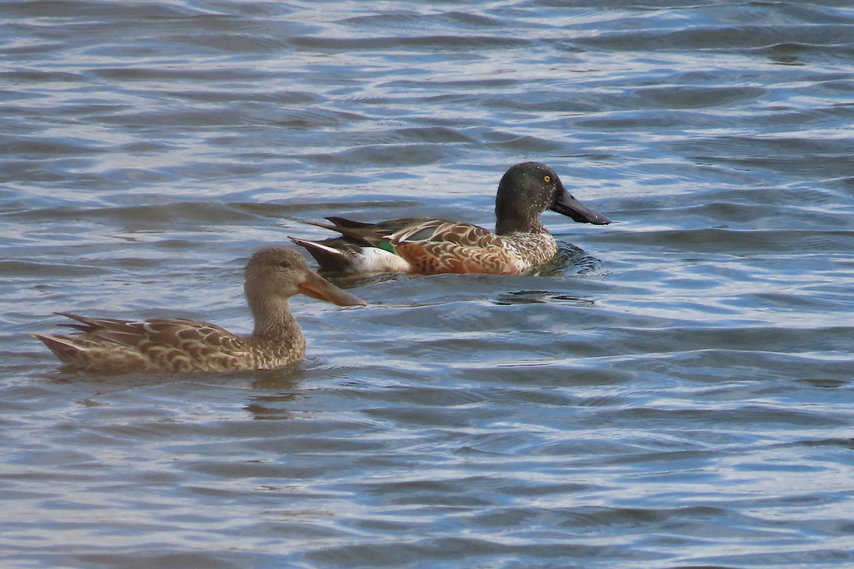 Cuchara Común - ML644275491