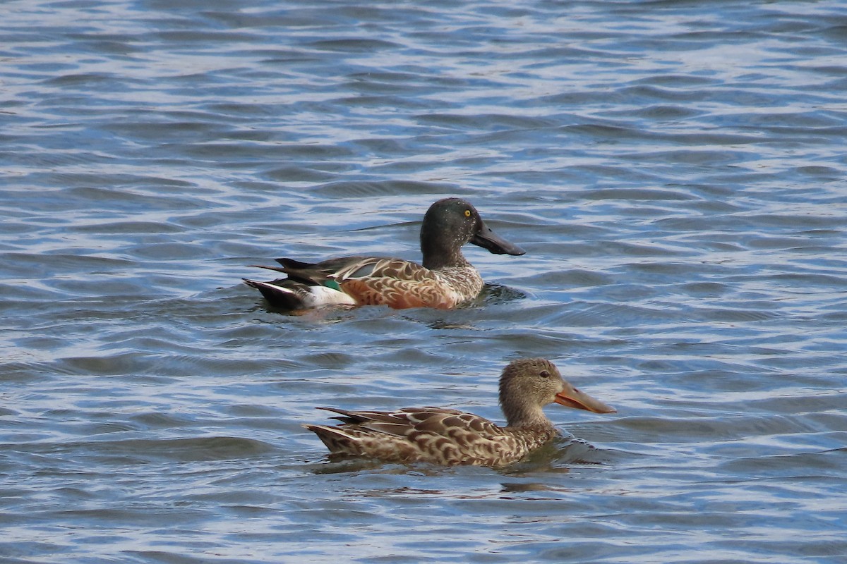 Cuchara Común - ML644275492