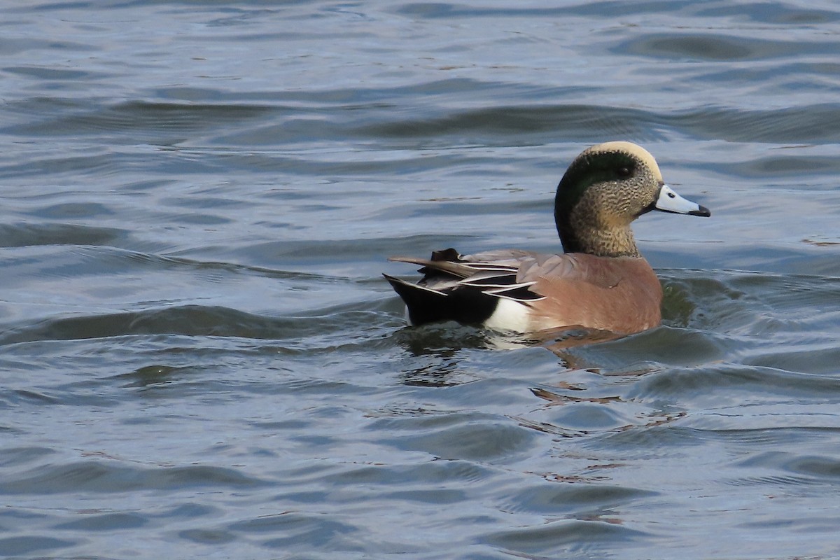 Silbón Americano - ML644275507