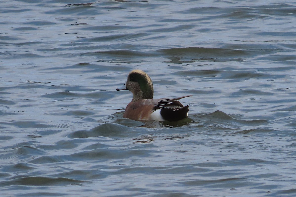 Silbón Americano - ML644275508