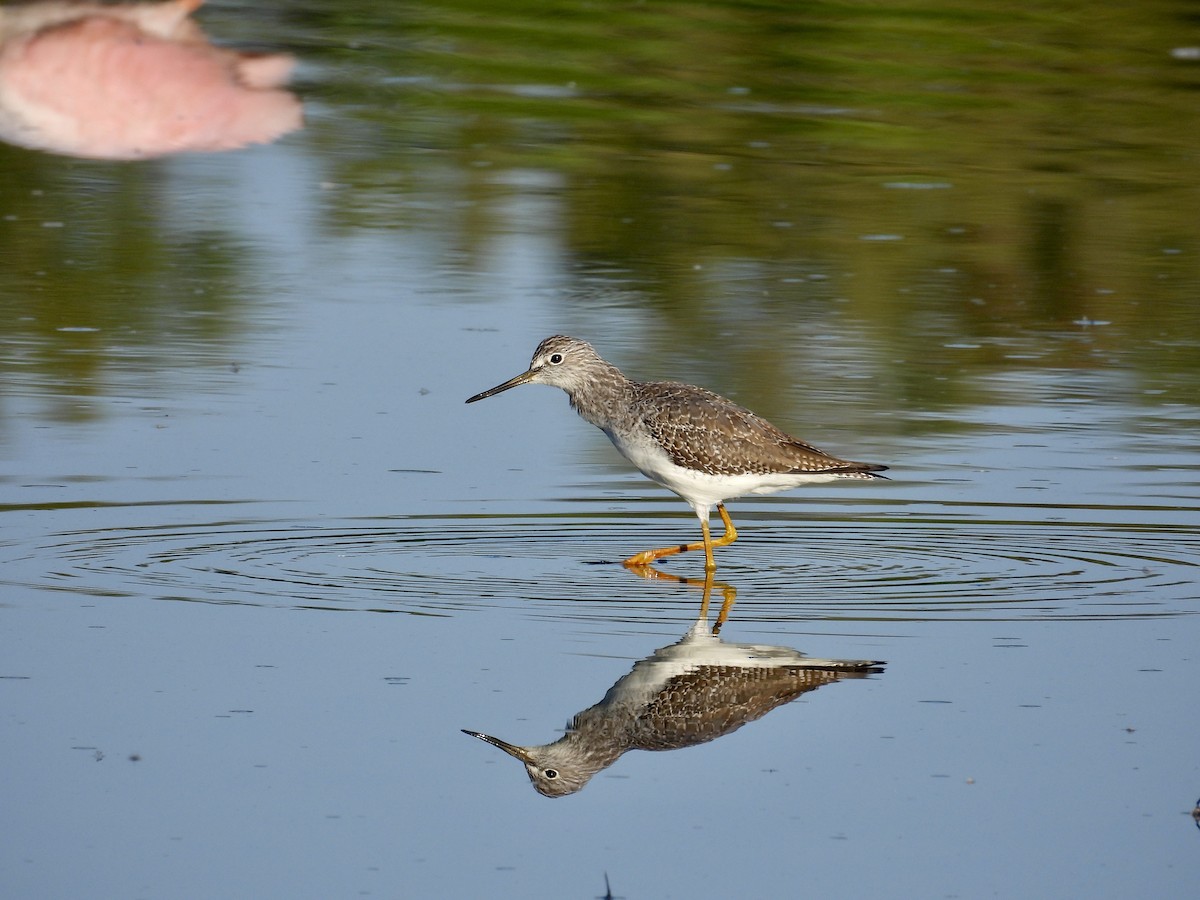 Lesser/Greater Yellowlegs - ML644275514