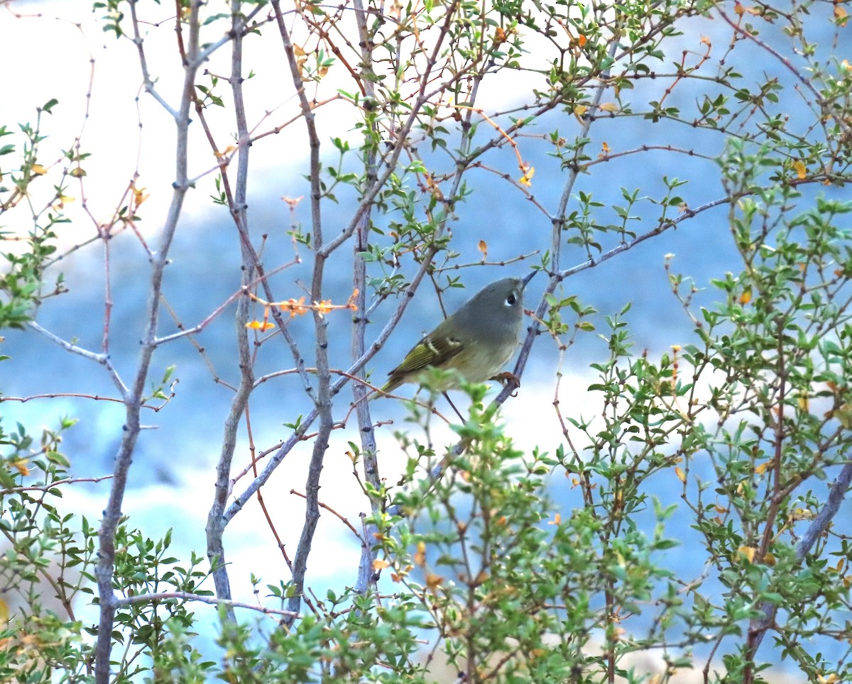 Ruby-crowned Kinglet - ML644275527