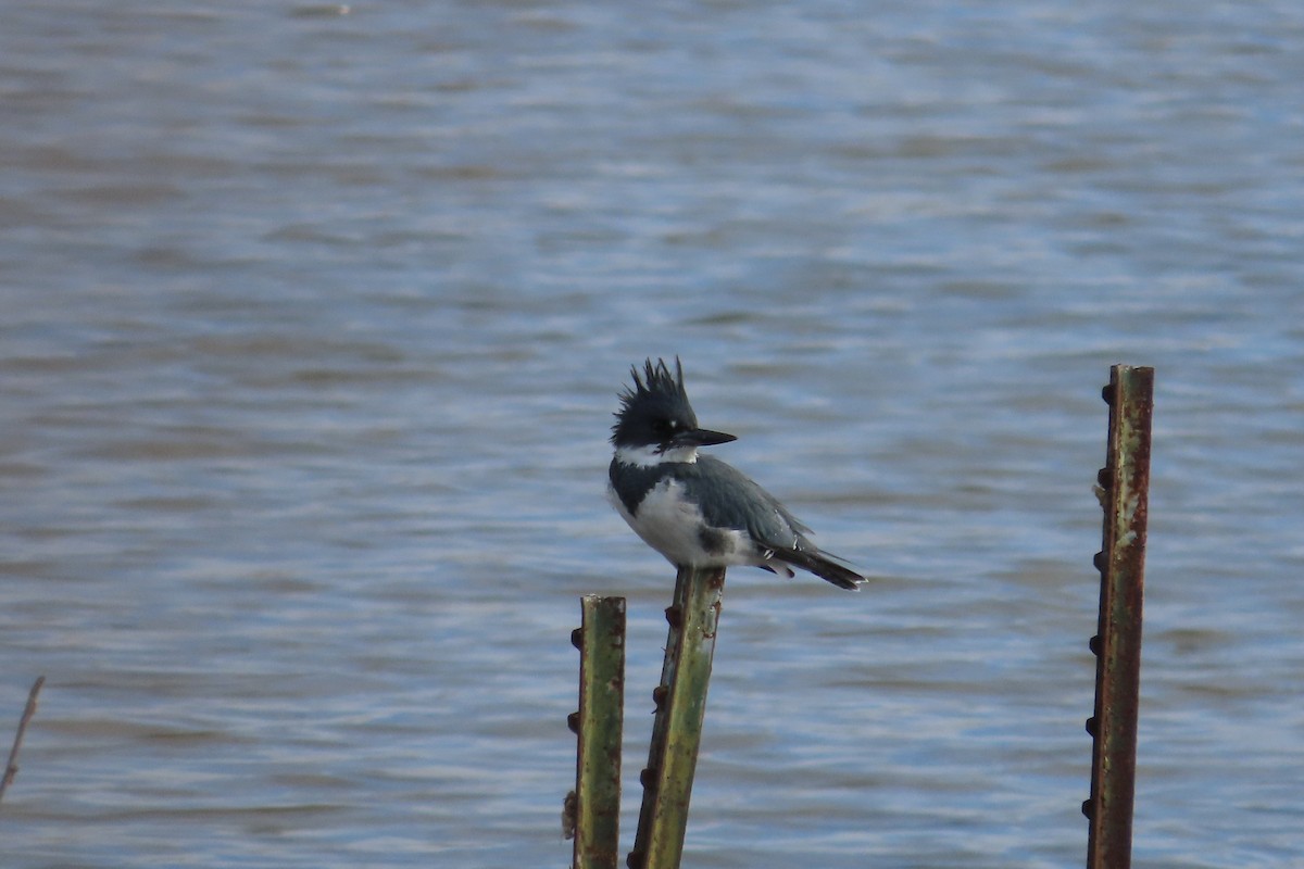Martín Gigante Norteamericano - ML644275528