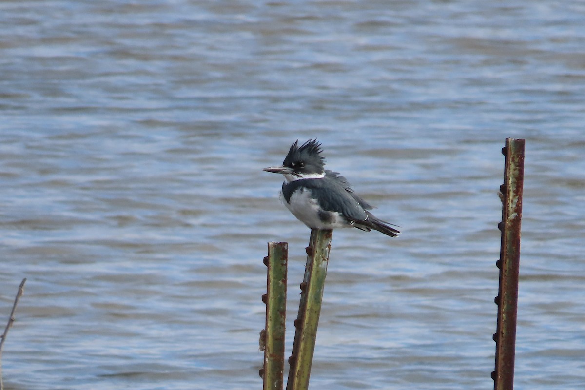 Martín Gigante Norteamericano - ML644275529