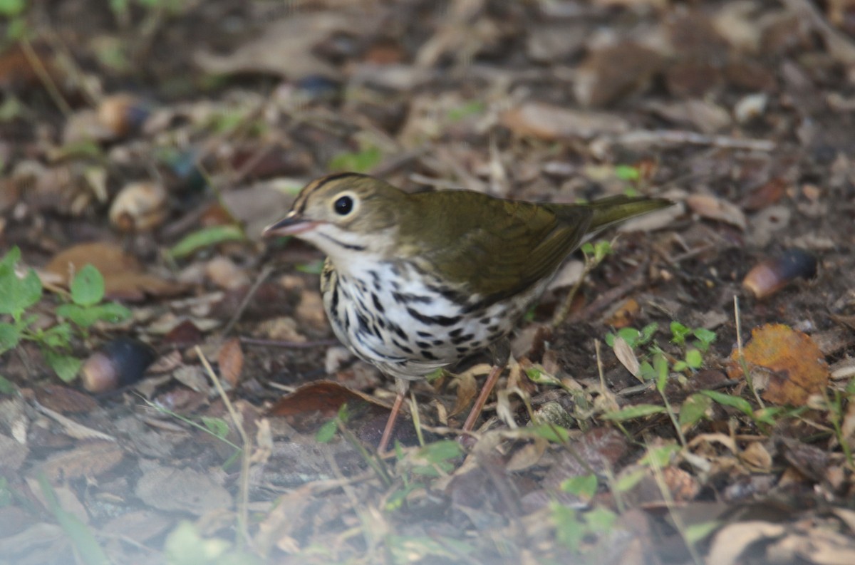 Ovenbird - ML644275539
