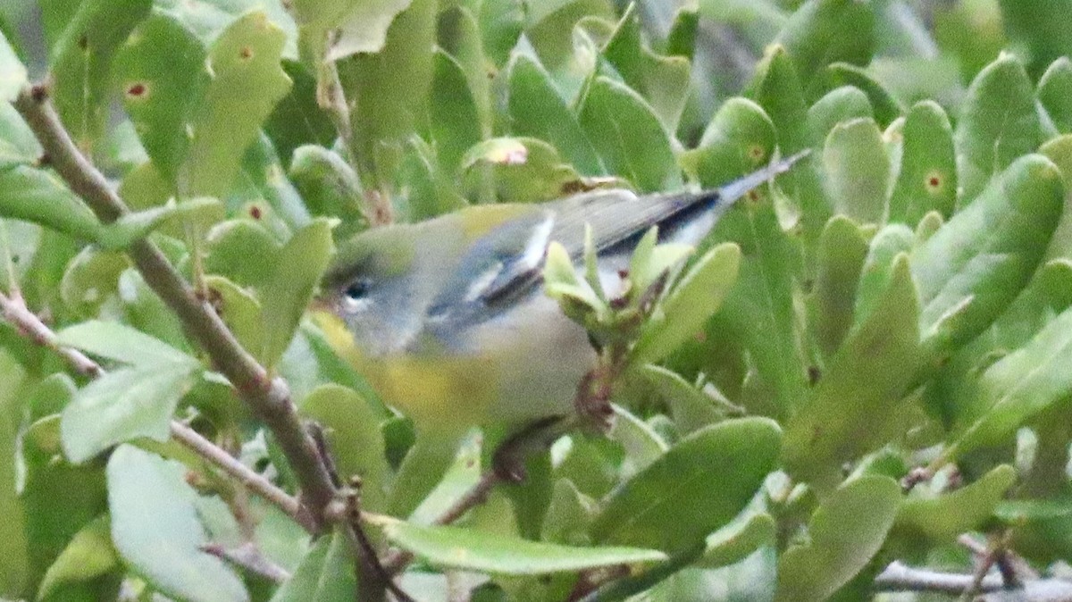 Очковая древесница - ML644275563