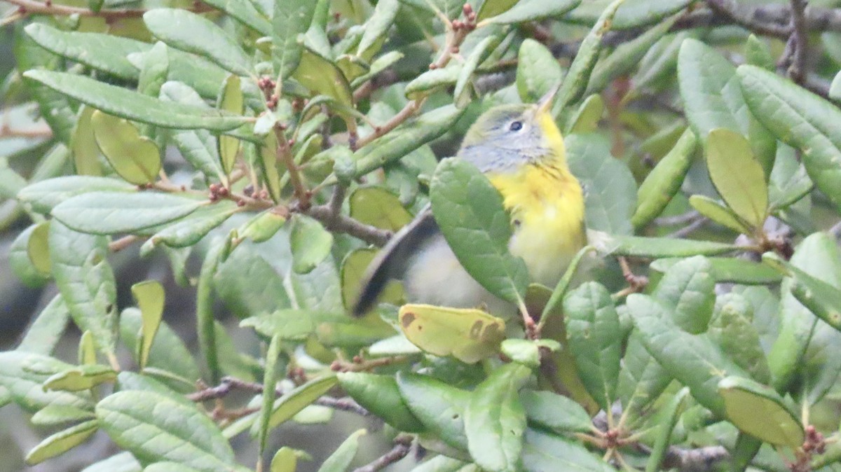 Очковая древесница - ML644275564