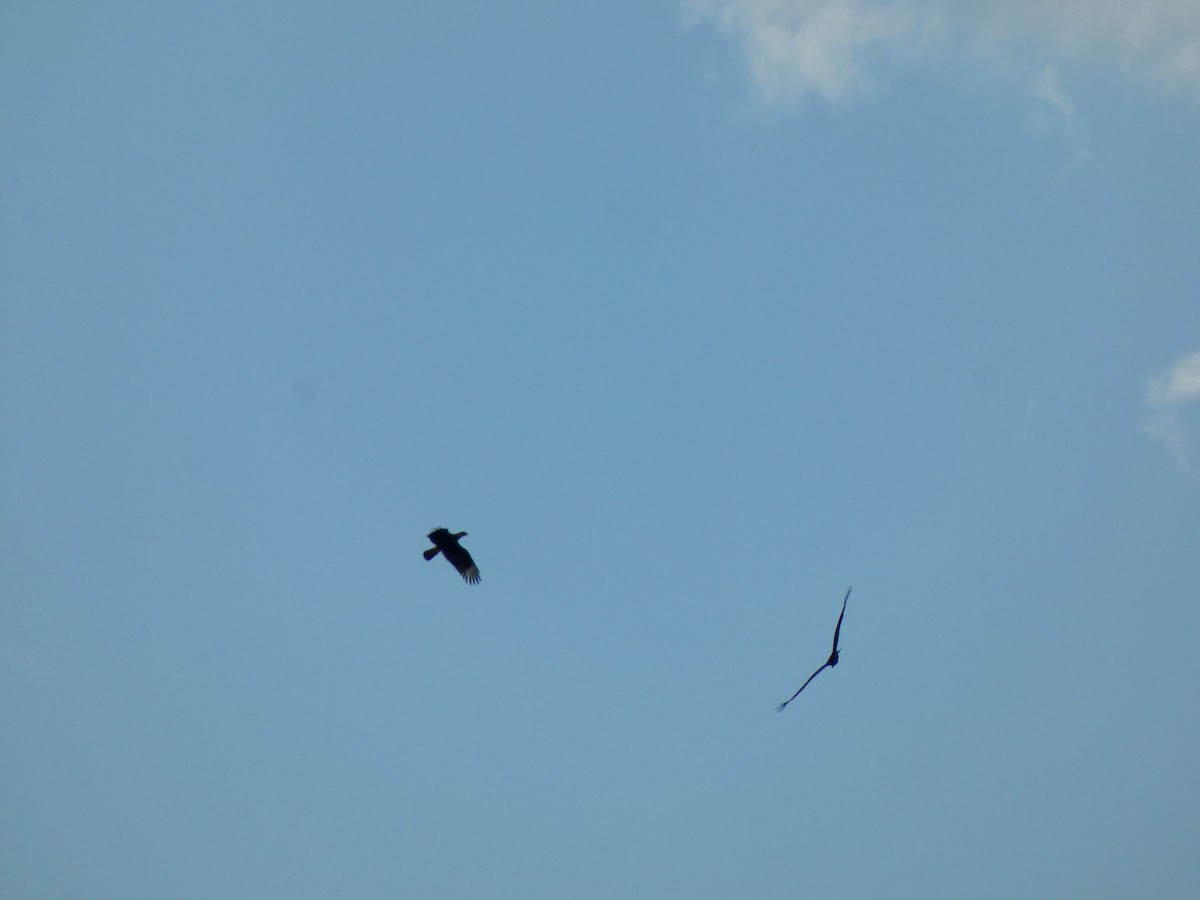 Caracara Carancho (norteño) - ML644275566