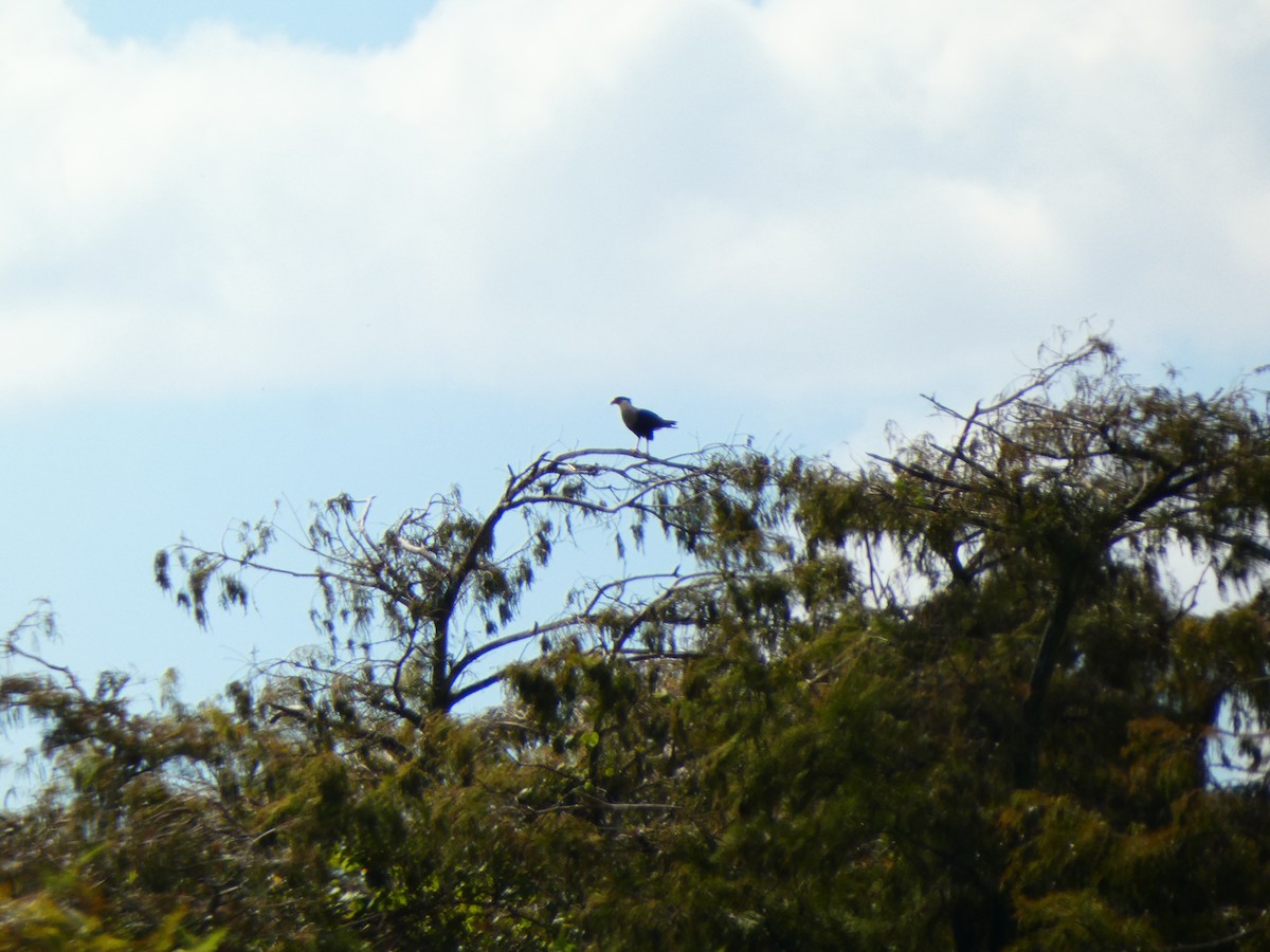 Caracara Carancho (norteño) - ML644275567