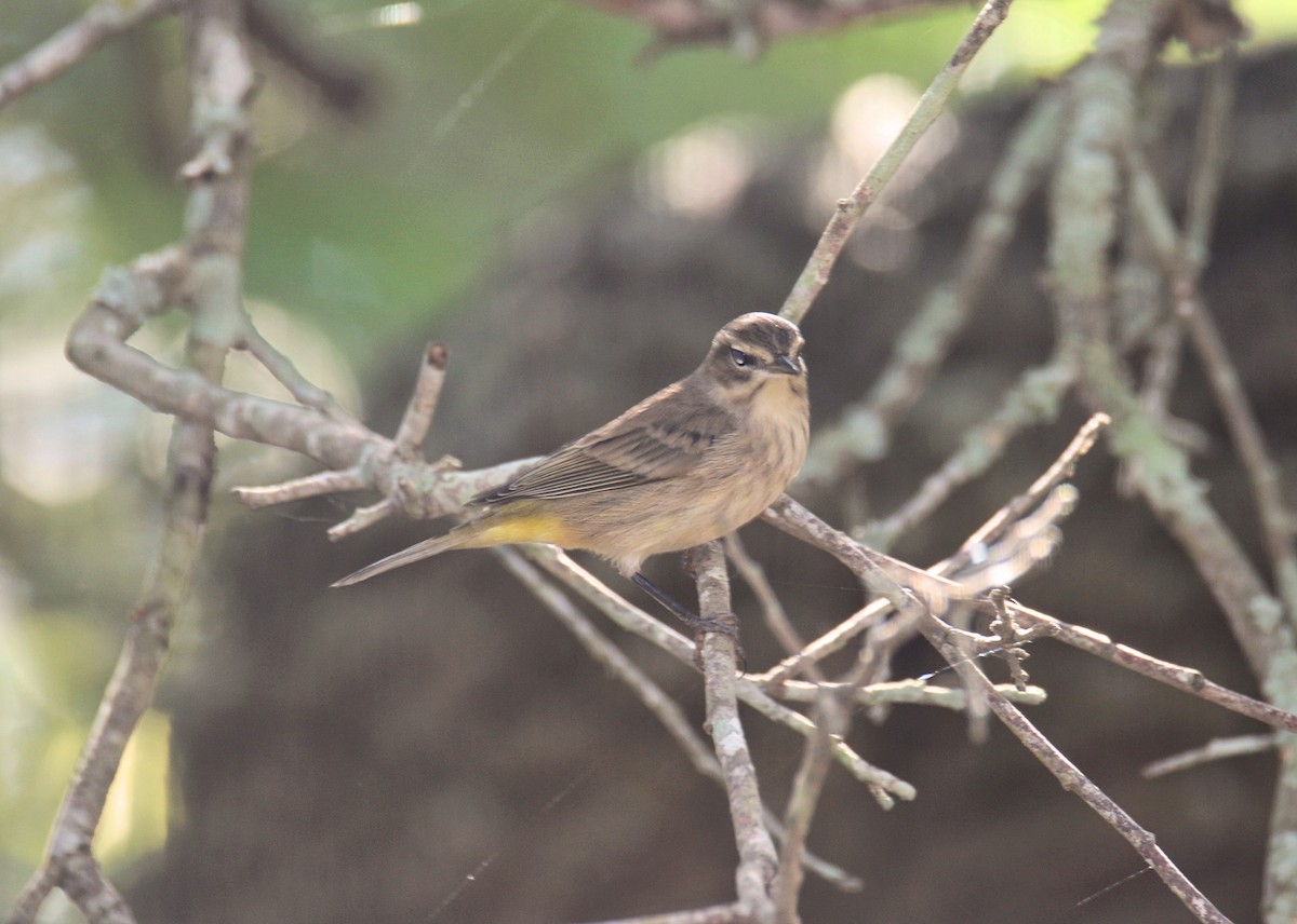 Palm Warbler - ML644275570