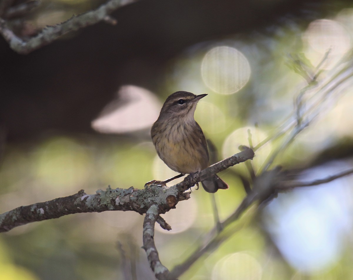 Palm Warbler - ML644275571