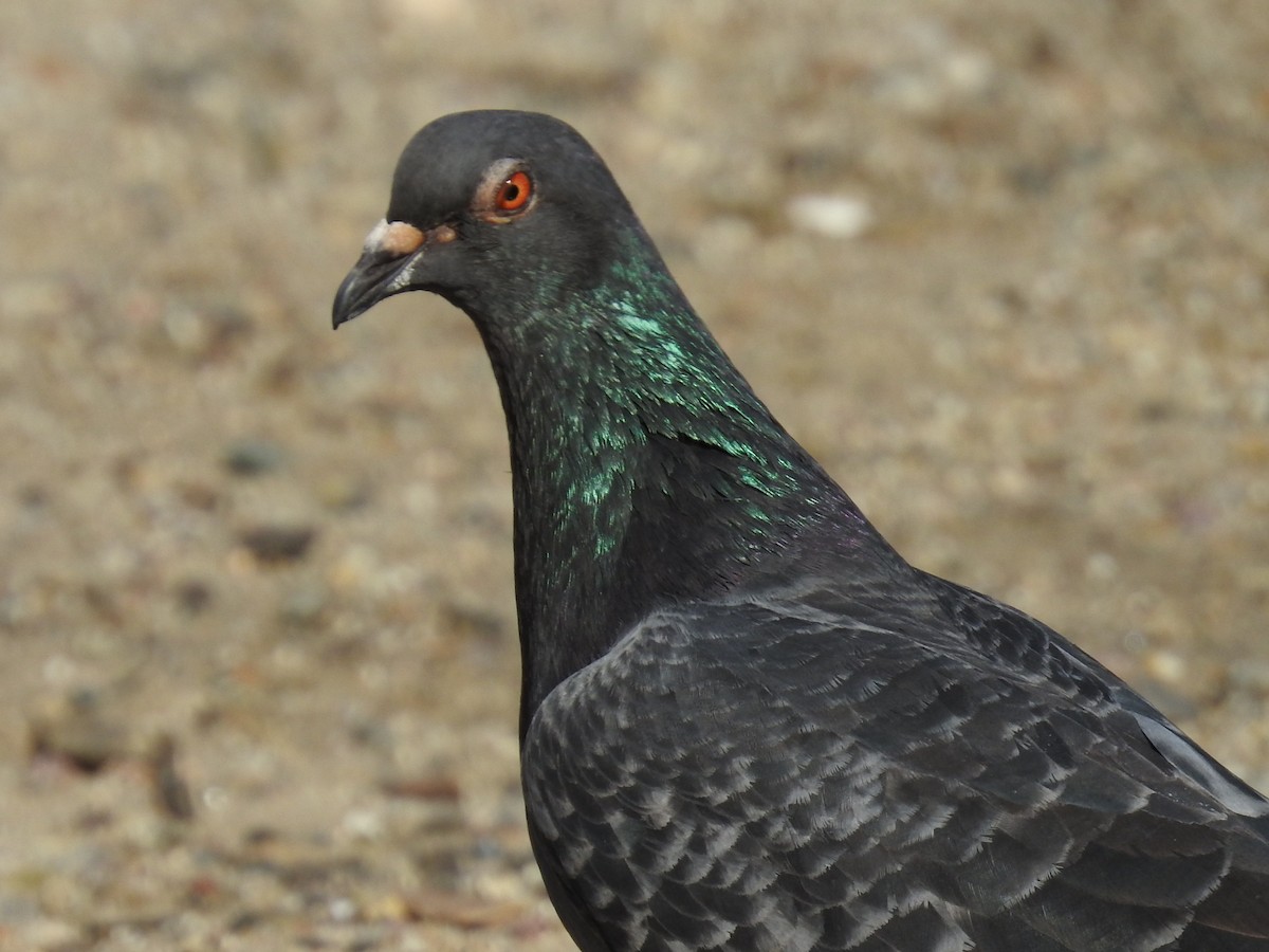 Piccione domestico - ML644275575