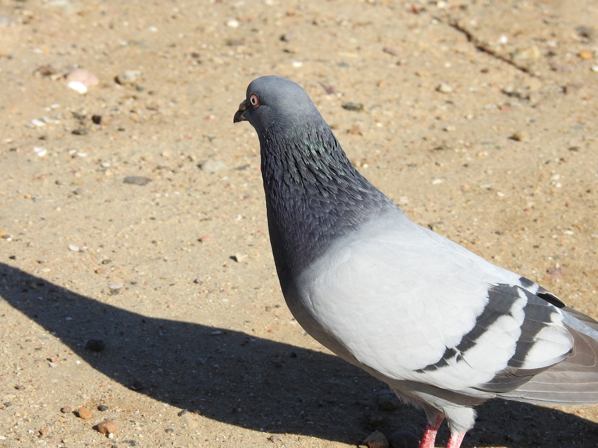 Piccione domestico - ML644275579